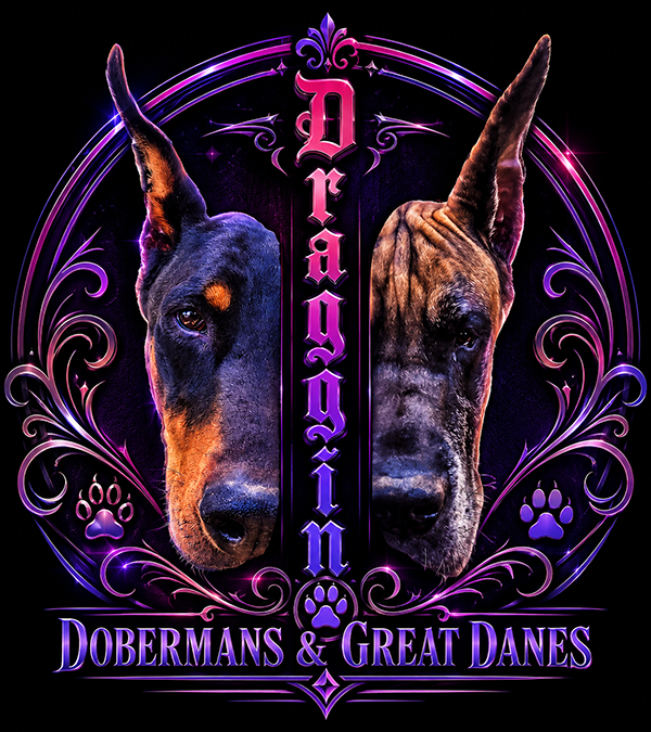 Draggin Doberman and Great Danes