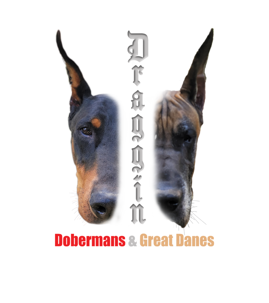 Draggin Dobermans & Great dane