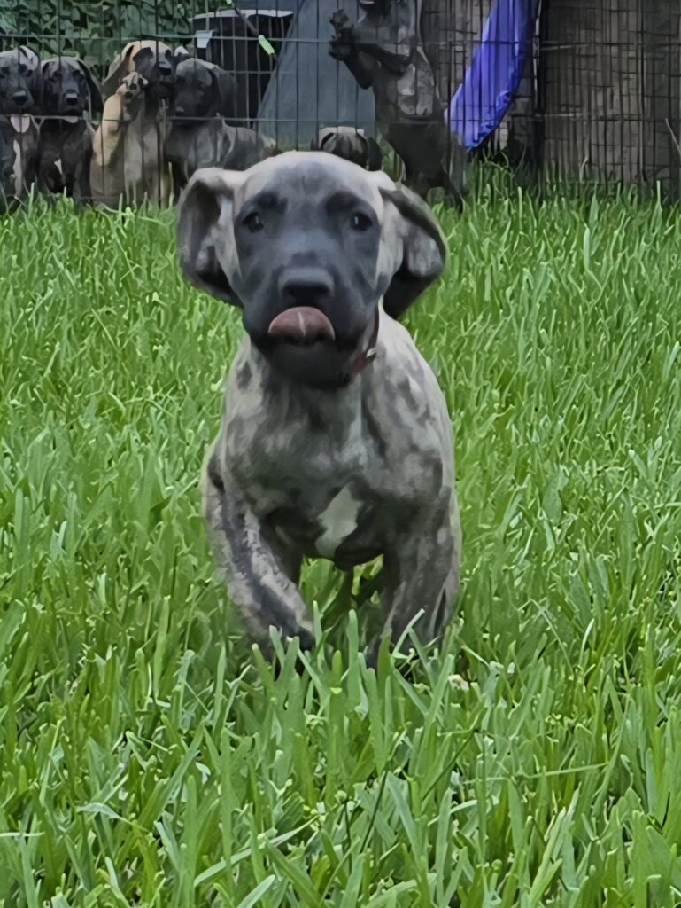 great dane puppies