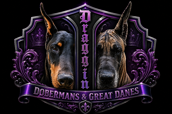 Draggin Doberman and Great Danes